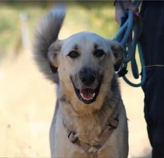Roynti (Ρούντι), male 3yo Mixed Breed for adoption at Dogs Voice, Athens