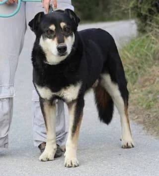 Asteris (Αστέρης), male 7yo Mixed Breed for adoption at Dogs Voice, Athens