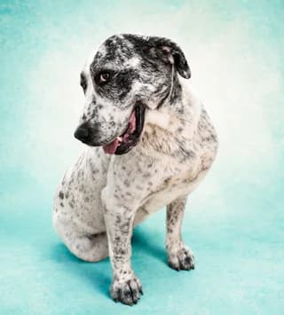 Olympia (Ολυμπία), female 7yo Mixed Breed for adoption at Dogs Voice, Athens