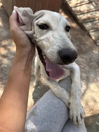 Micky, male puppy Mixed Breed for adoption at Dogs Voice, Athens
