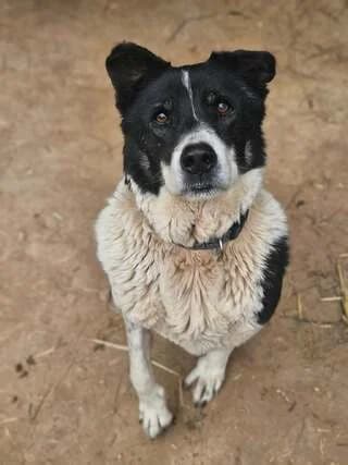 Mpella (Μπέλλα), female 7yo Mixed Breed for adoption at Dogs Voice, Athens