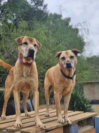 Pegky k Marlon (Πέγκυ κ Μαρλον), 7yo Mixed Breed for adoption at Dogs Voice, Athens