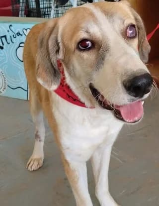 PRΊGKIPAS tyflo (ΠΡΊΓΚΙΠΑΣ τυφλό), male puppy Mixed Breed for adoption at Dogs Voice, Athens