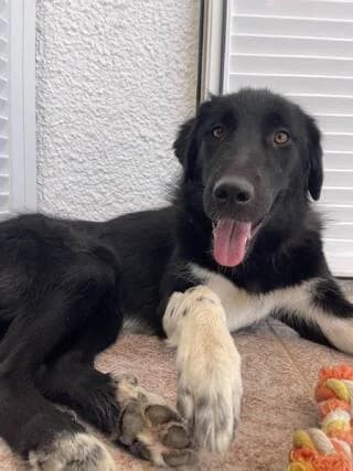 LORA (ΛΩΡΑ), female young Mixed Breed for adoption at Dogs Voice, Athens