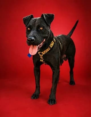 Bradley, male young Mixed Breed for adoption at Dogs Voice, Athens