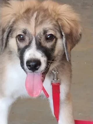 TITAN (ΤΙΤΑΝ), male puppy Mixed Breed for adoption at Dogs Voice, Athens