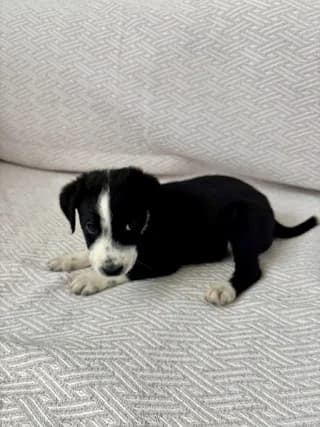 MYRTO (ΜΥΡΤΩ), female puppy Mixed Breed for adoption at Dogs Voice, Athens