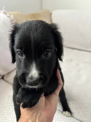 ORFEAS (ΟΡΦΕΑΣ), male puppy Mixed Breed for adoption at Dogs Voice, Athens