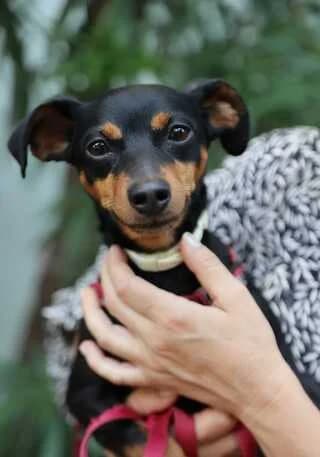 Zap (Ζαπ), male 3yo Mixed Breed for adoption at Dogs Voice, Athens