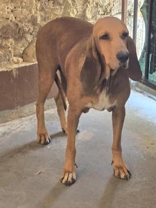AYTIAS (AYTIAΣ), male 3yo Mixed Breed for adoption at Dogs Voice, Athens