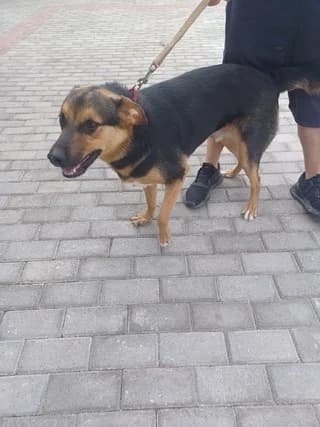 MPEX (ΜΠΕΞ), male 3yo Mixed Breed for adoption at Dogs Voice, Athens