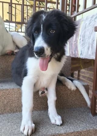 Zafeiris (Ζαφείρης), male puppy Mixed Breed for adoption at Dogs Voice, Athens