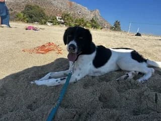 Vyronas (Βυρωνας), male puppy Mixed Breed for adoption at Dogs Voice, Athens
