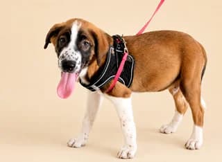 Siropis (Σιρόπης), male puppy Mixed Breed for adoption at Dogs Voice, Athens