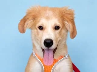 Dias (Διας), male puppy Mixed Breed for adoption at Dogs Voice, Athens