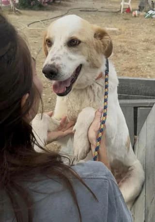 ❤️Moka❤️ (❤️Μόκα❤️), female puppy Mixed Breed for adoption at Dogs Voice, Athens
