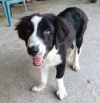Valerios (Βαλέριος), male puppy Mixed Breed for adoption at Dogs Voice, Athens