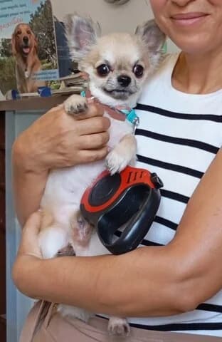 Toto, male young Mixed Breed for adoption at Dogs Voice, Athens