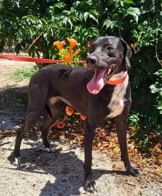 Moka (Μοκα), female young Mixed Breed for adoption at Dogs Voice, Athens