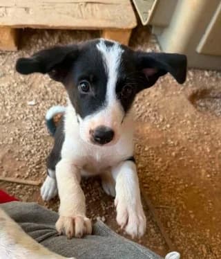 Nana (Νανα), puppy Mixed Breed for adoption at Dogs Voice, Athens