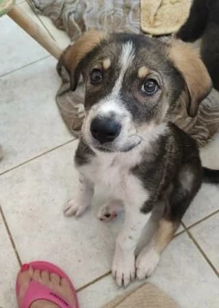 Έktoras (Έκτορας), male puppy Mixed Breed for adoption at Dogs Voice, Athens