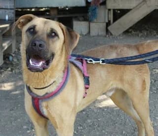 Lampros (Λάμπρος), male 3yo Mixed Breed for adoption at Dogs Voice, Athens