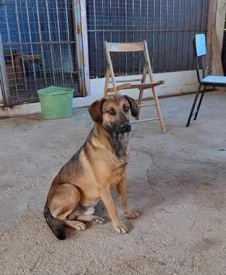 Pan, male 3yo Mixed Breed for adoption at Dogs Voice, Athens