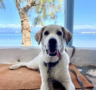 Rice, male puppy Mixed Breed for adoption at Dogs Voice, Athens