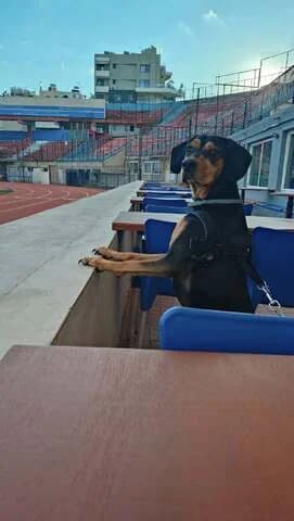 DOYKAS (ΔΟΥΚΑΣ), male 7yo Mixed Breed for adoption at Dogs Voice, Athens