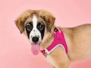 AMAZONA (ΑΜΑΖΟΝΑ), female puppy Mixed Breed for adoption at Dogs Voice, Athens