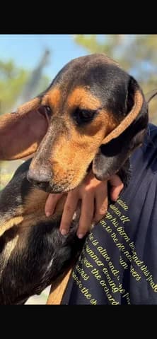 Magia (Μαγια), female puppy Mixed Breed for adoption at Dogs Voice, Athens