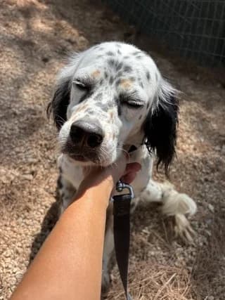 Candy, female 3yo Mixed Breed for adoption at Dogs Voice, Athens