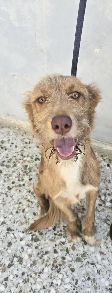 GKRIFON TERIE (ΓΚΡΙΦΟΝ ΤΕΡΙΕ), puppy Mixed Breed for adoption at Dogs Voice, Athens
