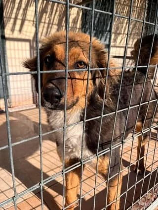 Themis (Θεμις), female young Mixed Breed for adoption at Dogs Voice, Athens