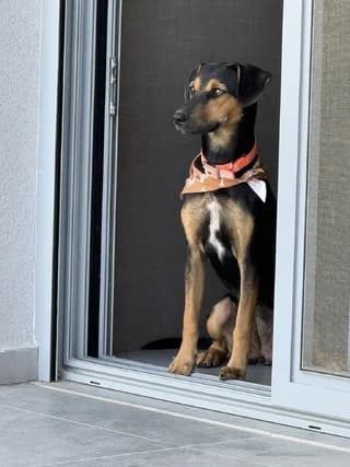 Luna, female puppy Mixed Breed for adoption at Dogs Voice, Athens