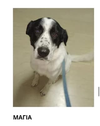 Magia, female 3yo Mixed Breed for adoption at Dogs Voice, Athens