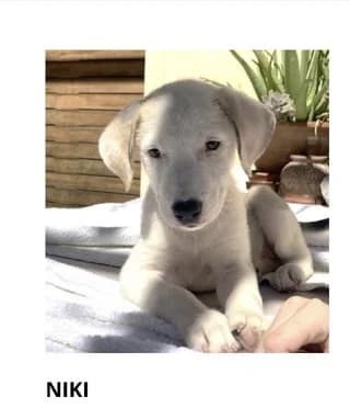 Niki, female puppy Mixed Breed for adoption at Dogs Voice, Athens