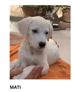 Mati, female puppy Mixed Breed for adoption at Dogs Voice, Athens