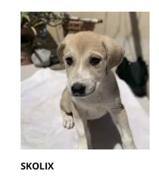 Skolix, female puppy Mixed Breed for adoption at Dogs Voice, Athens