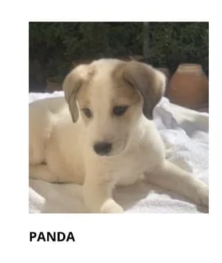 Panda, male puppy Mixed Breed for adoption at Dogs Voice, Athens