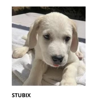 Stubix, male puppy Mixed Breed for adoption at Dogs Voice, Athens