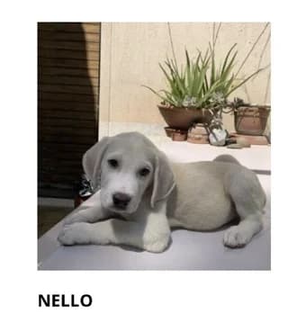 Nello, male puppy Mixed Breed for adoption at Dogs Voice, Athens