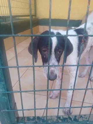 Έsperos (Έσπερος), male puppy Mixed Breed for adoption at Dogs Voice, Athens