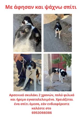 Den echei (Δεν έχει), male young Mixed Breed for adoption at Dogs Voice, Athens