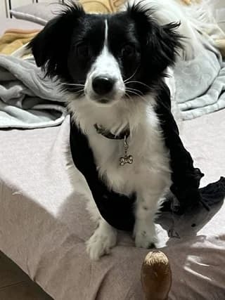 Molly, female 7yo Mixed Breed for adoption at Dogs Voice, Athens