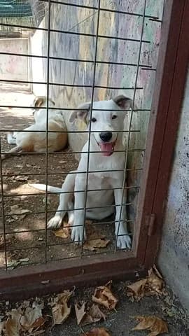 Tzeri (Τζέρι), male puppy Mixed Breed for adoption at Dogs Voice, Athens