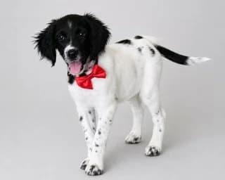 ΆLMA (ΆΛΜΑ), female puppy Mixed Breed for adoption at Dogs Voice, Athens