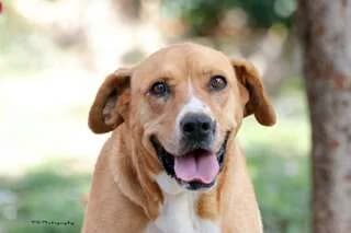 KIRA, female 3yo Mixed Breed for adoption at Dogs Voice, Athens