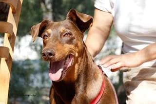DORETTA, female 7yo Mixed Breed for adoption at Dogs Voice, Athens