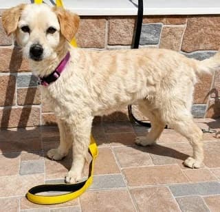 Betty, female 7yo Mixed Breed for adoption at Dogs Voice, Athens
